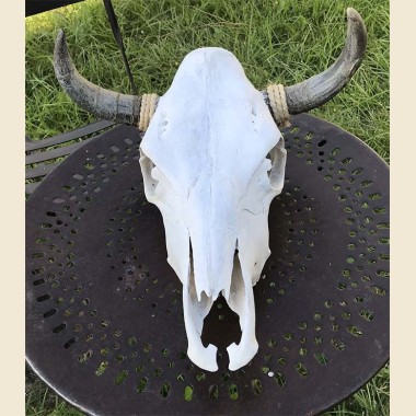 Crâne de vache Texas